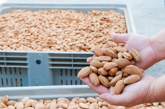 A farmer holding some just picked pizzuta almonds with some full containers in the background