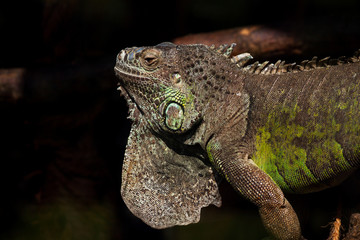 Brother of the dragon