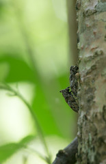 Mating white-clouded longhorn beetle, Mesosa nebulosa on hazel wood