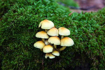 Setas en otoño con musgo en un bosque de hayas