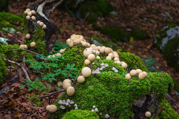 Setas en otoño con musgo en un bosque de hayas