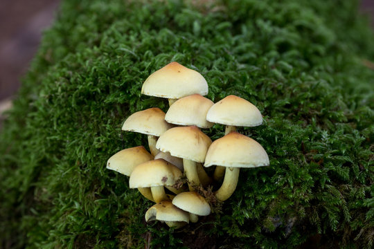 Setas en oto&ntilde;o con musgo en un bosque de hayas