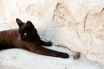Obraz premium Black cat and mouse in a hunter - prey relation