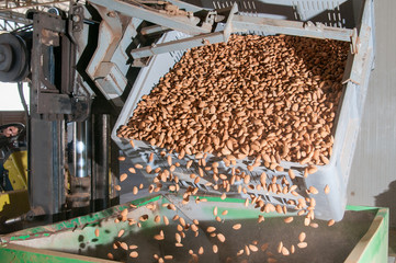 A bin forklift pouring down almonds in a big metal funnel before the industrial working process - 120905439