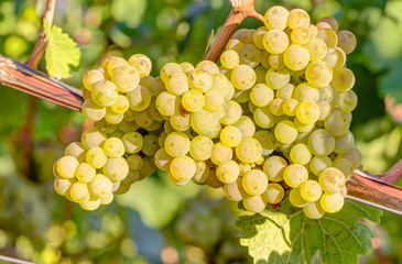 White wine grapes in vineyard