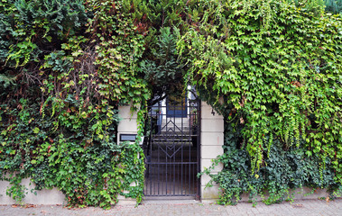 house entry with climbing plants all over