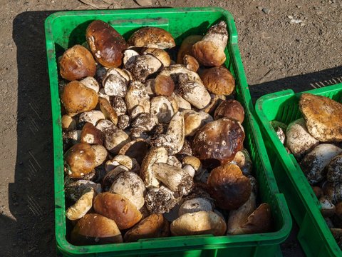 Сбор белых грибов в карпатских горах поставлен местным населением на промышленную основу