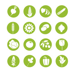 Vegetable pictograms. Vector vegetable symol