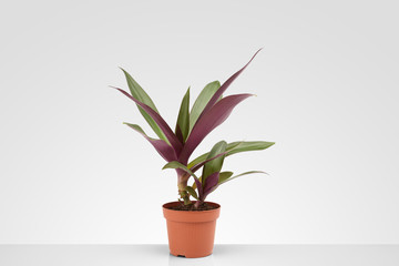 houseplant on a gray background, living flower for interior decoration