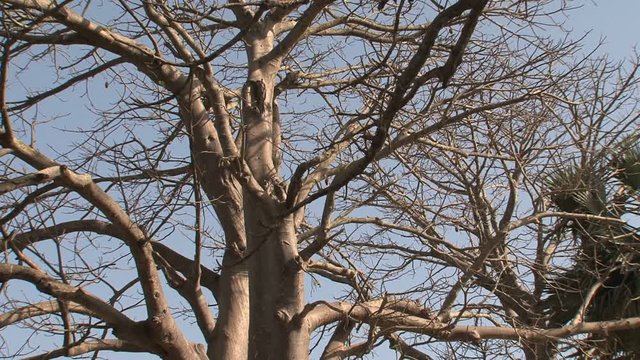 Baobab tree in Gambia painted by wide open walls