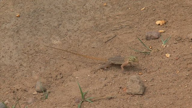 Small lizard eating ants