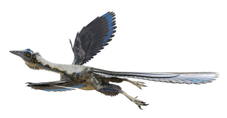 3D rendering of Archaeopteryx flying, isolated on white background.