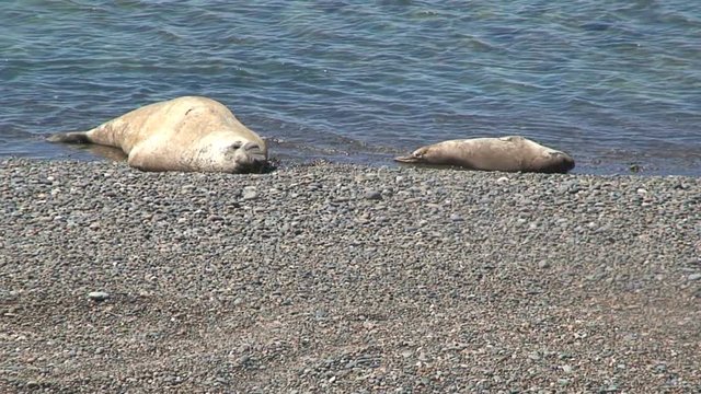 Male and female sealion together on the beach