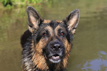 Wet dog german shepherd in a water in a summer day