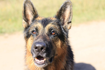 Wet dog german shepherd in a water in a summer day
