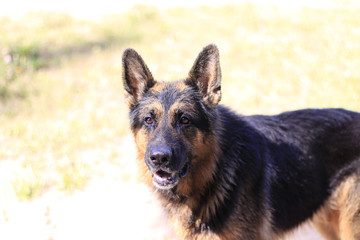 Wet dog german shepherd in a water in a summer day
