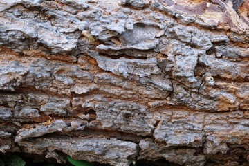 big trunk tree background
