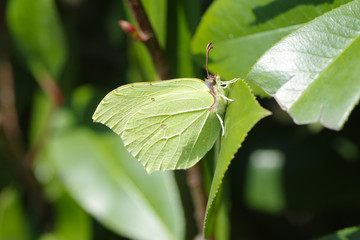 Green butterfly camouflaging attached to a leaf