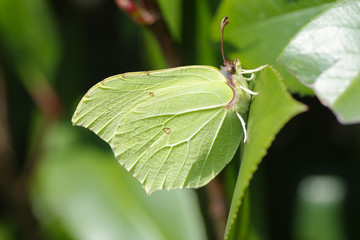 Green butterfly camouflaging attached to a leaf