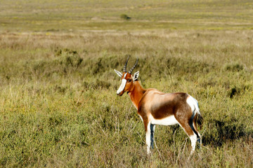 Yes i am cute - Bontebok