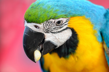 Portriat blue-and-yellow Macaw - Ara ararauna