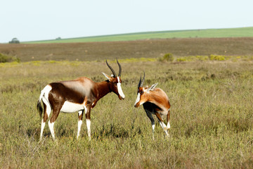 Running Wild The Bontebok