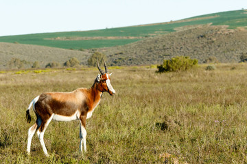 Baby Bontebok