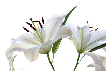 White lily. Flowers isolated on white