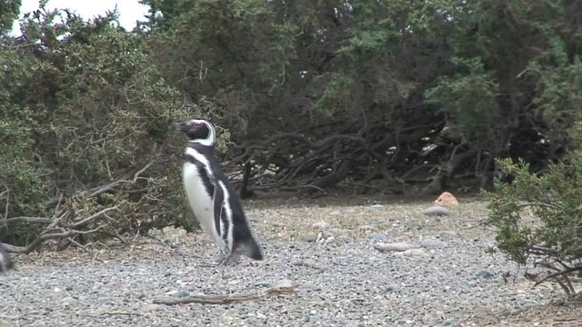 Penguins walking together