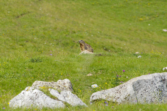 Alpine marmot. Peller mountain/ Monte Peller