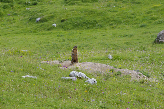 Alpine marmot, Peller mountain / Monte Peller