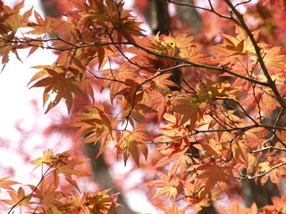 やさしい雰囲気の春もみじ
