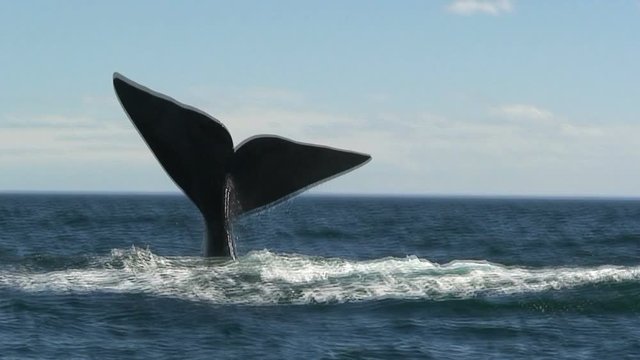 Whale splashing with his tail