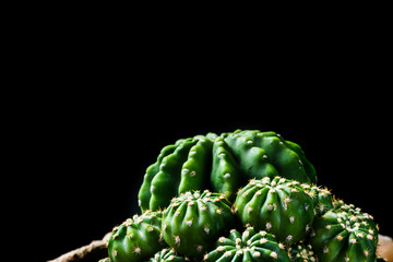close up cactus on black background © meen_na