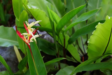red-orange flowers