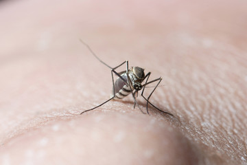 Mosquito sucking blood on human skin.   