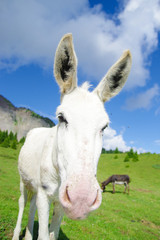 White donkey in mountain in a sunny day