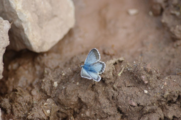 A blue butterfly on brown earth