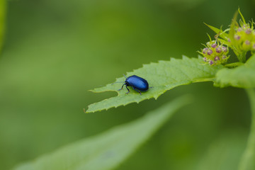 A blue insect on a leaf