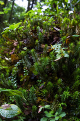 rain forest ground cover