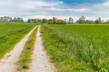 Fototapeta na wymiar road in the green countryside