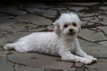 cute mini toy poodle