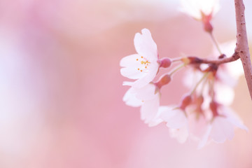 Fototapeta premium 河津桜