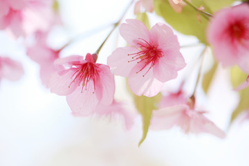 河津桜