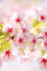 Obraz premium Kawazu Sakura