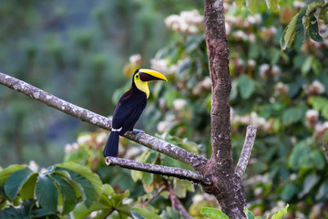 Chestnut mandibled toucan - Ramphastos ambiguus swainsonii