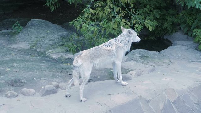 White north wolf howling near human house