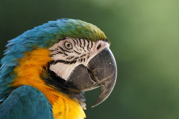 ルリコンゴウインコ