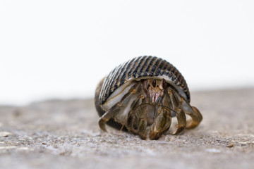 Smal Hermit crab
