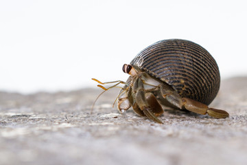 Smal Hermit crab